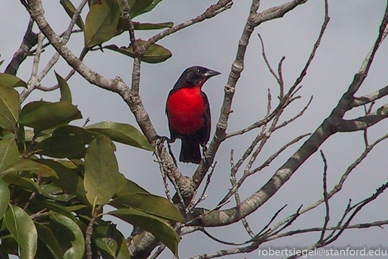 trinidad